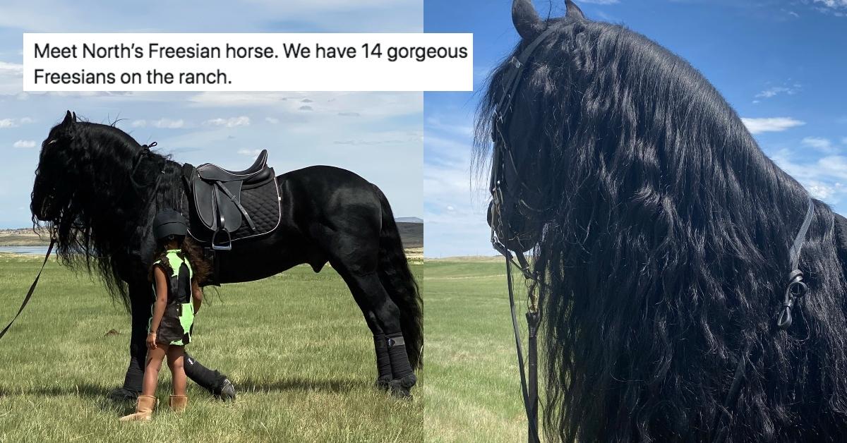 friesian horse