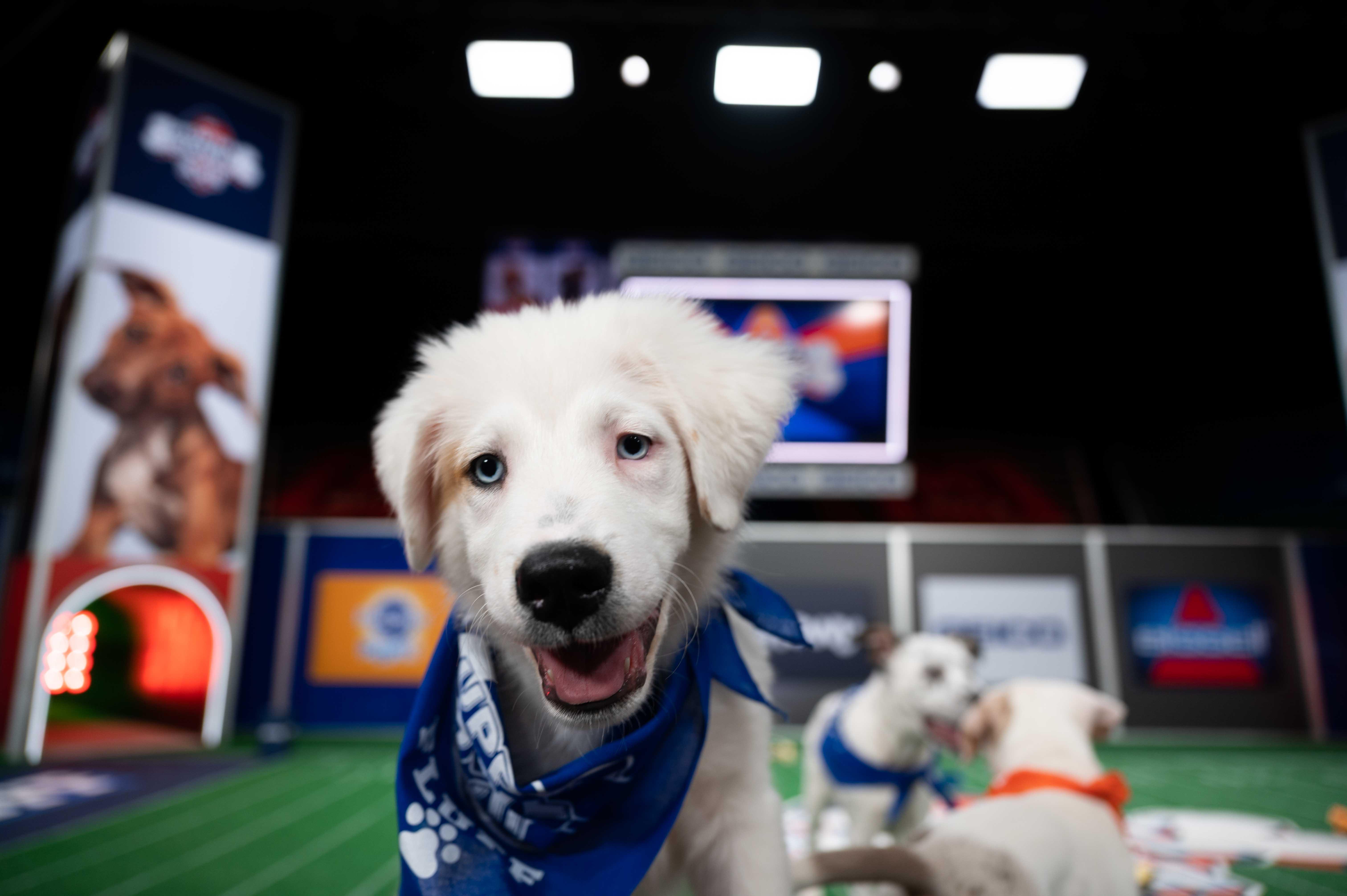 Puppy Bowl