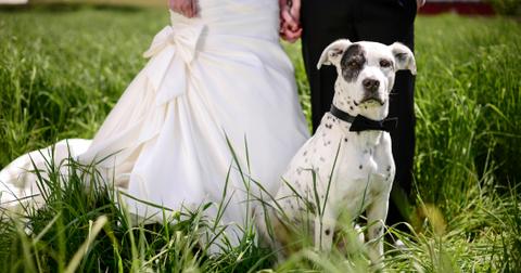 1-dog-ring-bearer-1571243542706.jpg
