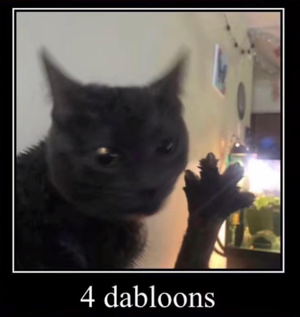 doubloons cat on TikTok