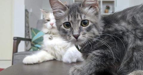 10-animal-photobomb-1559573575071.jpg