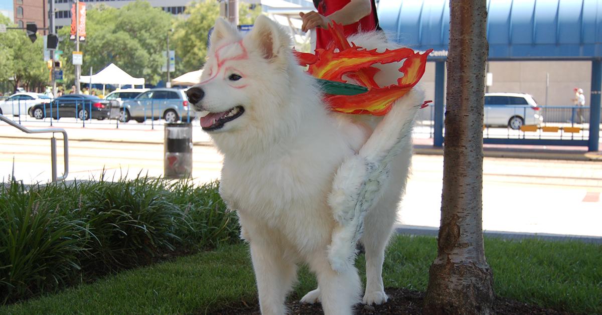 amaterasu dog costume