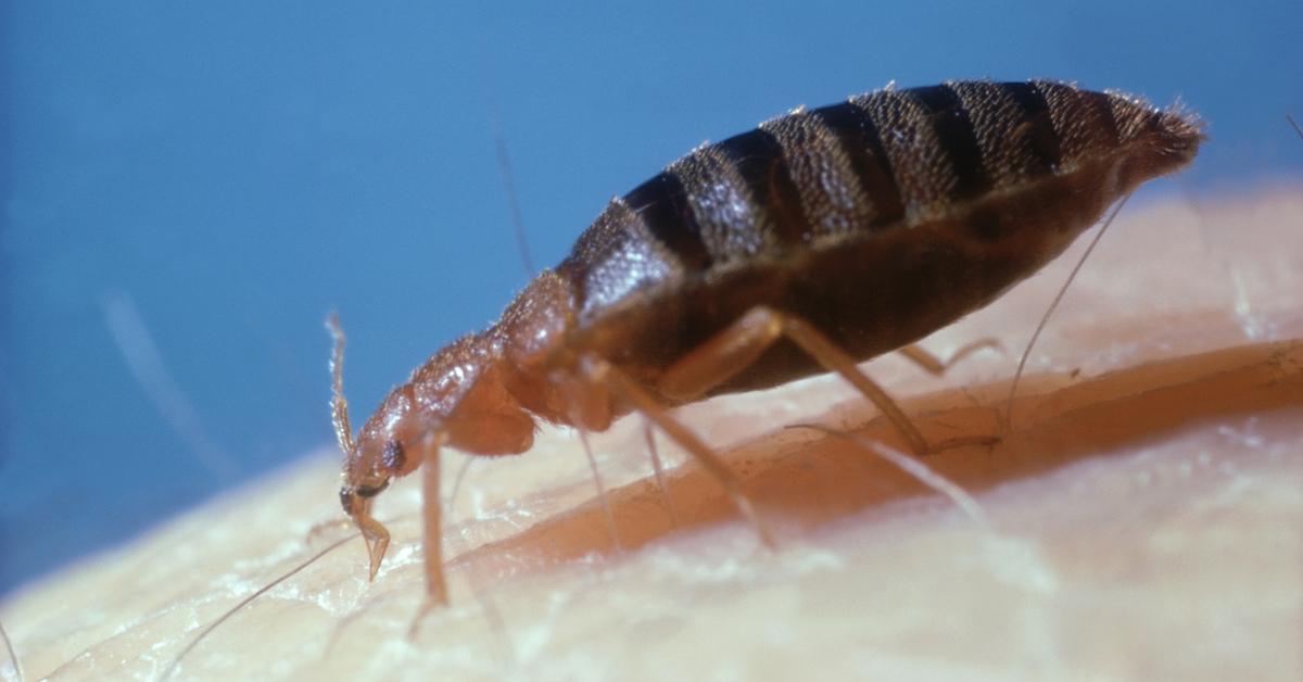 A bed bug on human skin