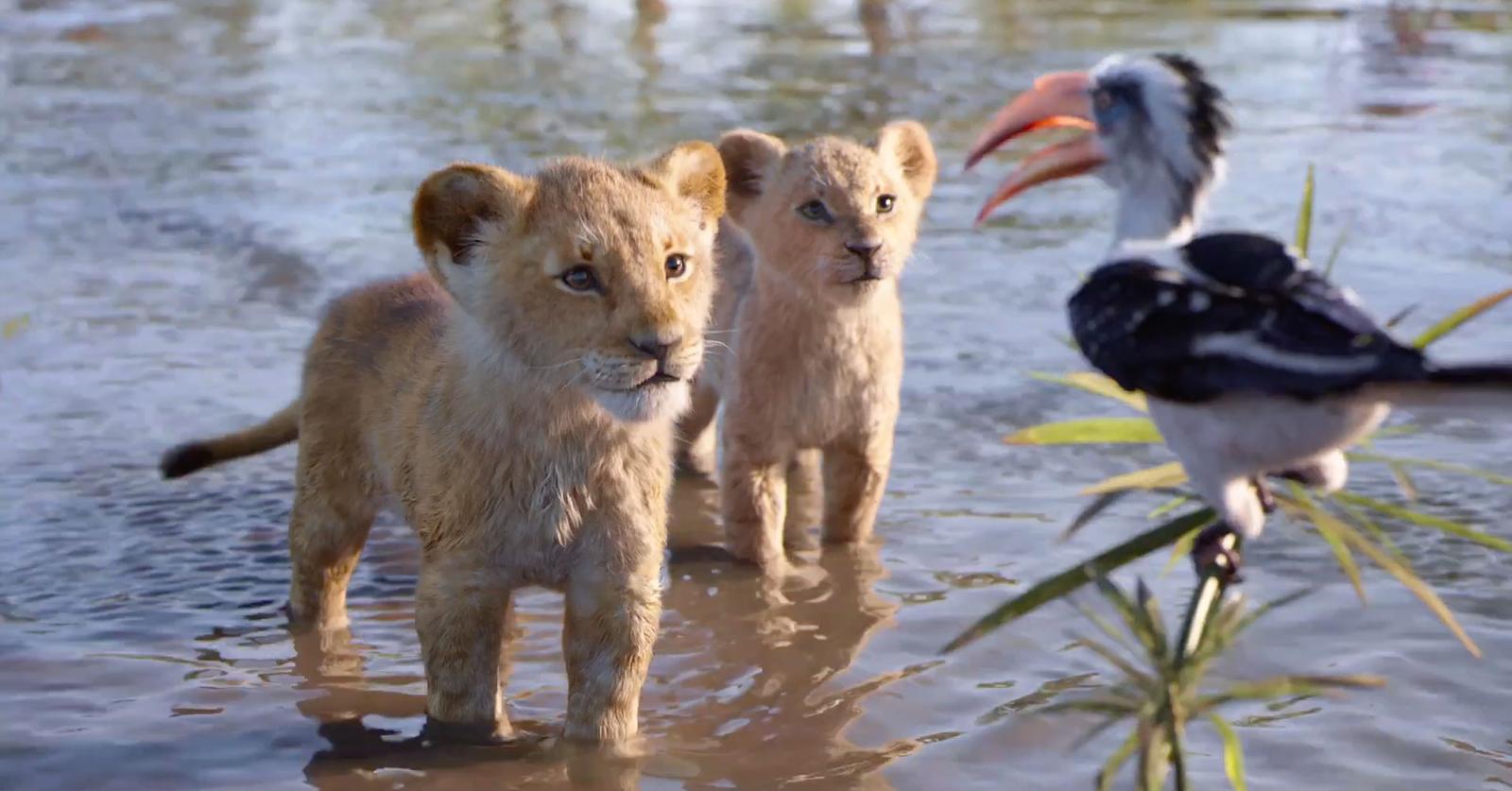 If 'The Lion King' Happened in Real Life, the Female Lions Would Rule