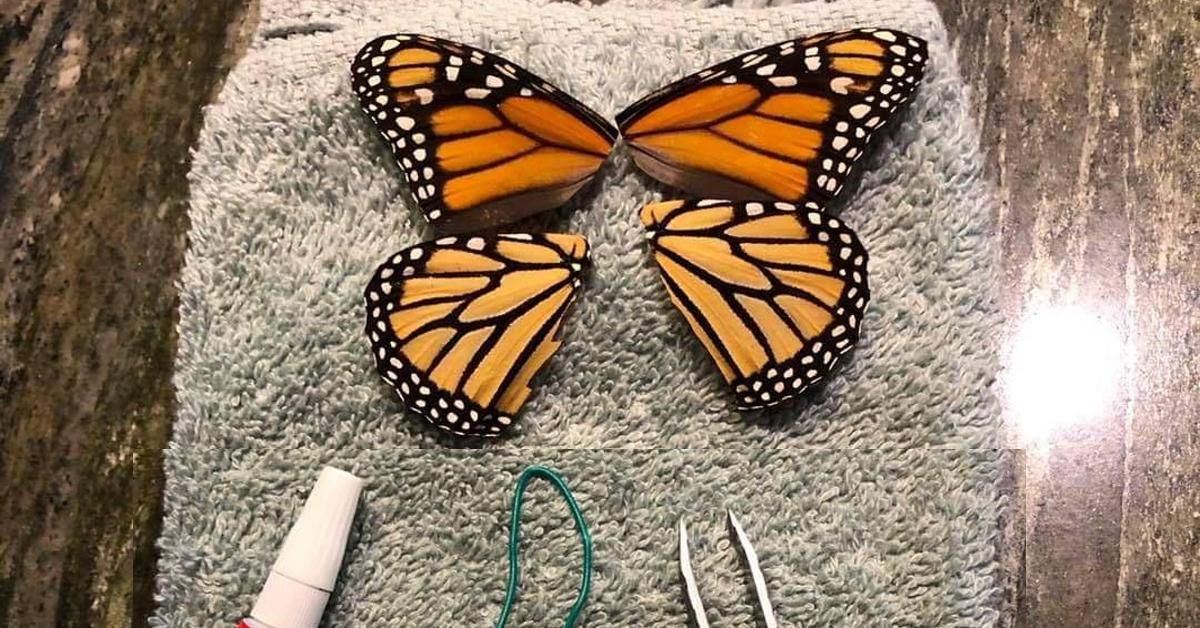 Bug Doctor Performs Total Wing Transplant on Butterfly So It Can Fly