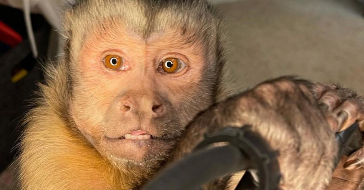 What Happened to George the Monkey on TikTok? Here's What We Know