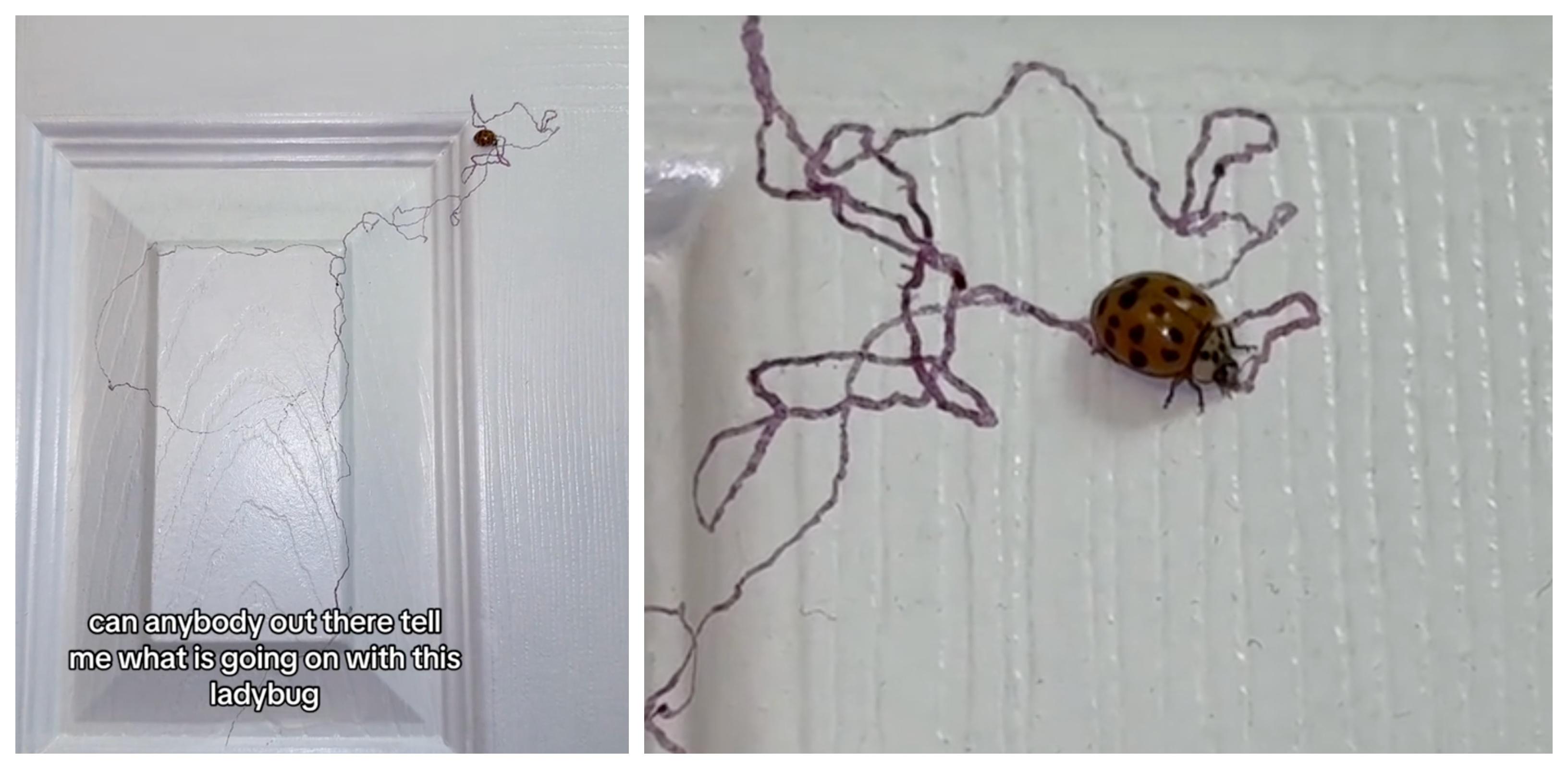 Ladybug appears to draw lines