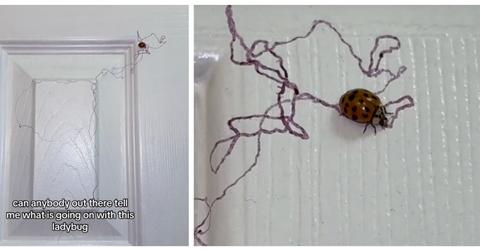 Ladybug appears to draw lines