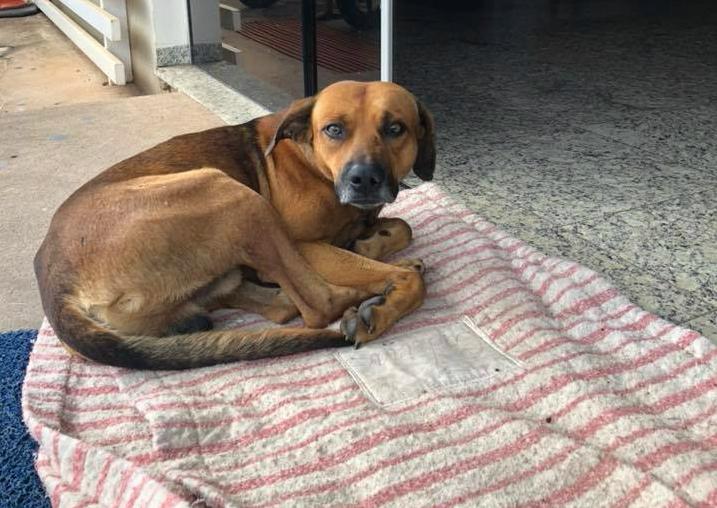 brazilian hospital dog