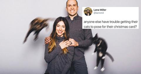 cat christmas disaster