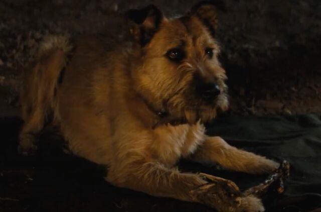 Does the dog die in 'Finch' Movie?