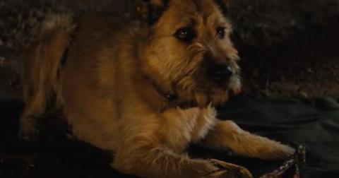 Does the dog die in 'Finch' Movie?