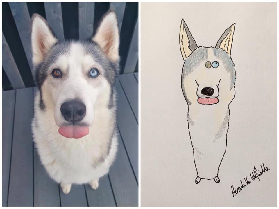 pet portrait