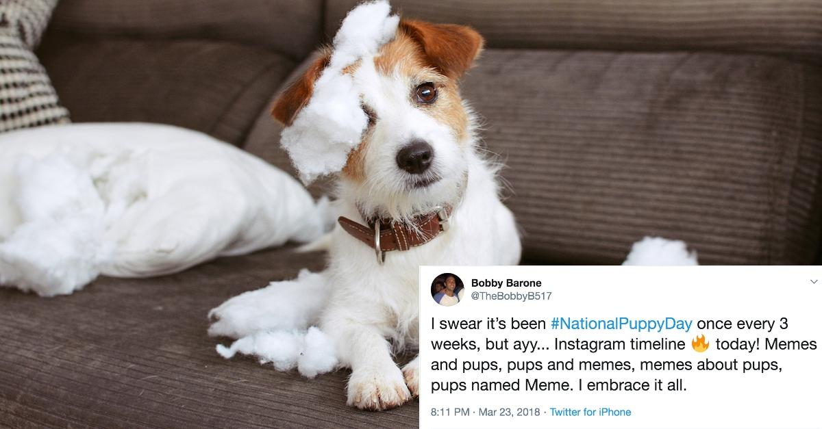 9 National Puppy Day Memes That Are Guaranteed To Brighten Your Day