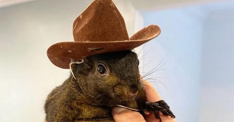 Peanut the Squirrel with a cowboy hat on.