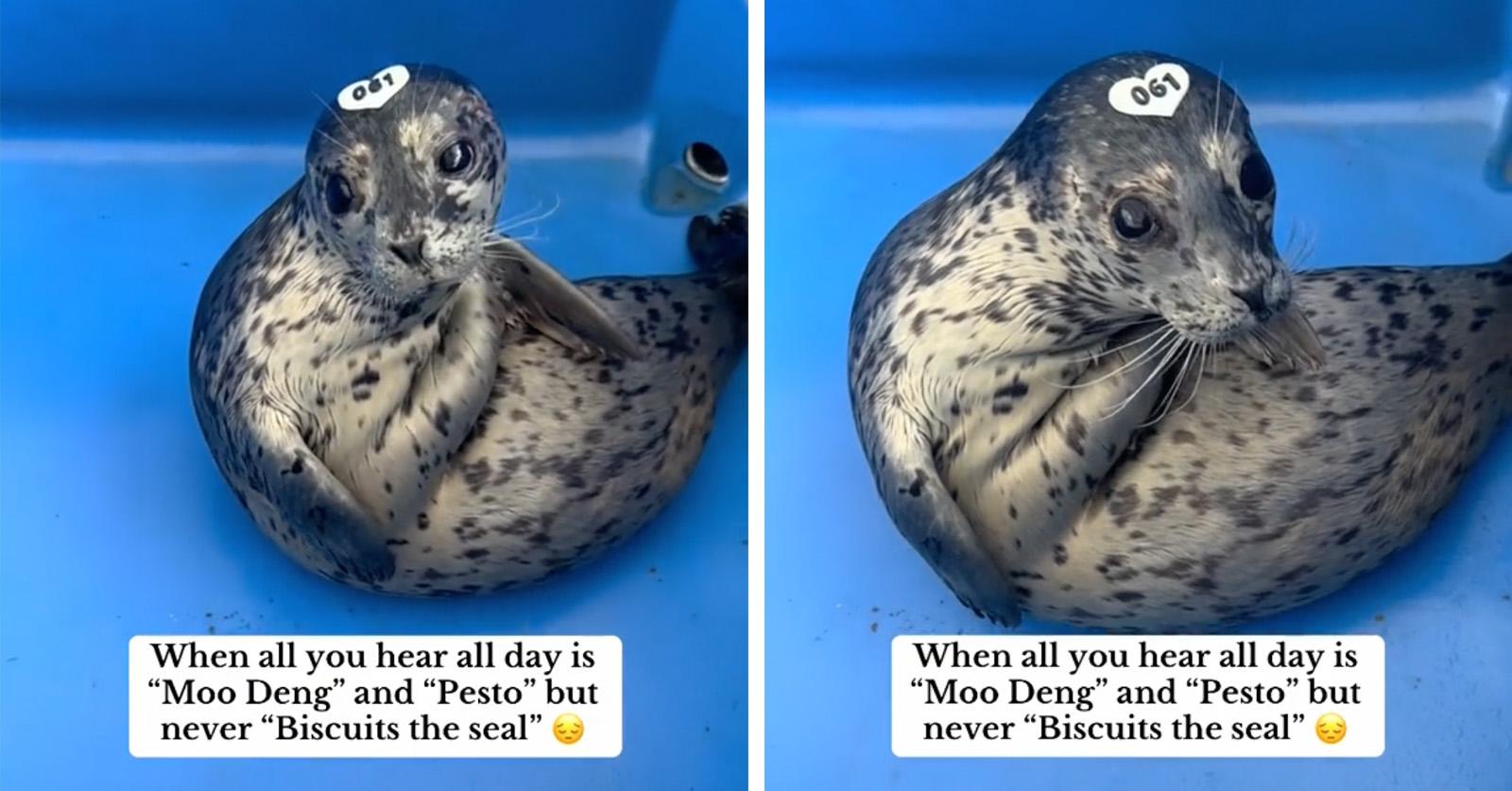 biscuits the seal