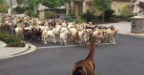featured-goats-1589404833635.jpg