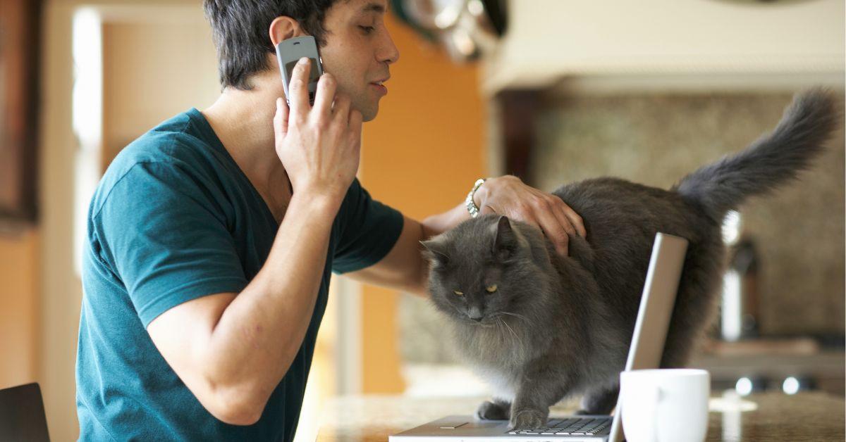 New Employee Reprimanded for Cat Appearing on Zoom Call