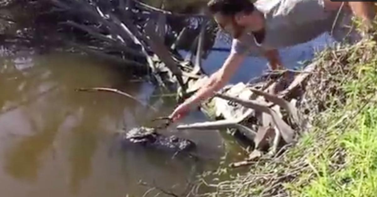 man puts sunglasses on alligator