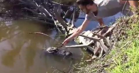 man puts sunglasses on alligator