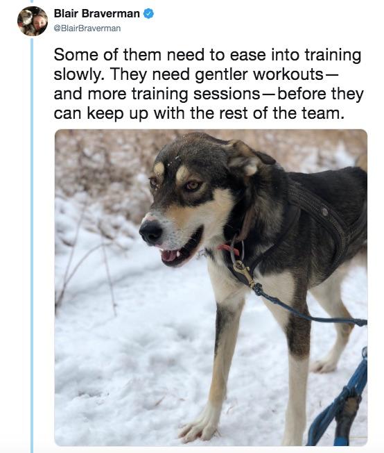 sled dogs