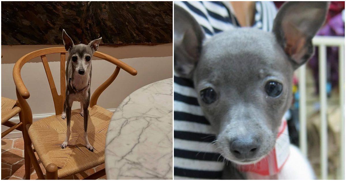 Seth Meyers's dog Frisbee as a puppy and as an adult.
