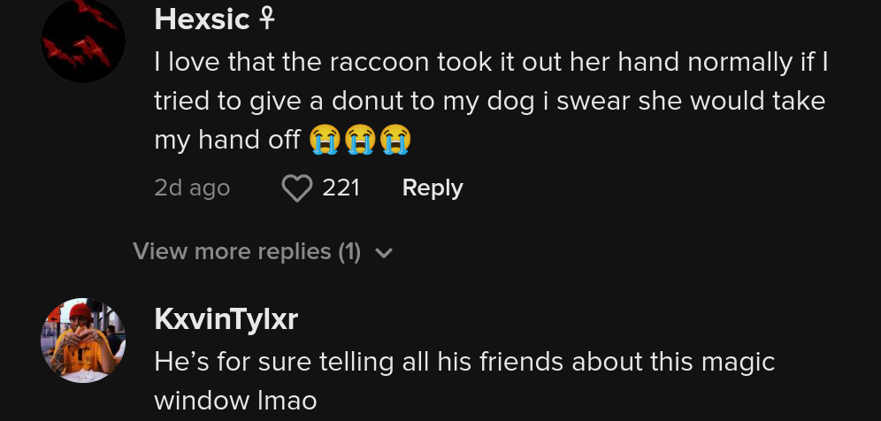 dunkin raccoon