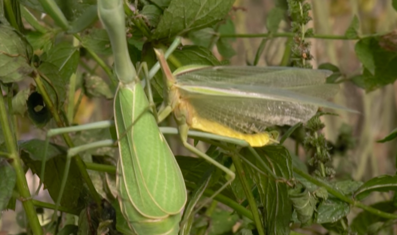 Male Praying Mantis Continues Having Sex After Getting Decapitated