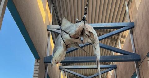 Dead shark Ponte Vedra High School