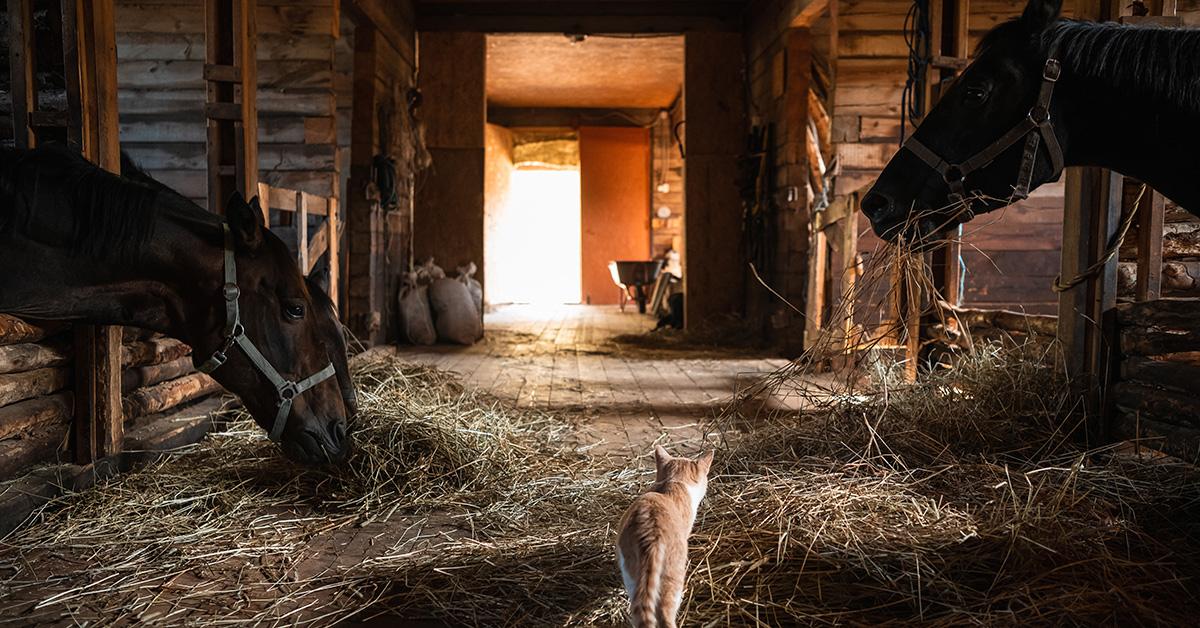 Horses eating hay in a stable with a cat walking down the aisle