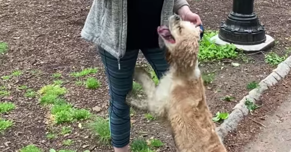 Did Amy Cooper Get Her Dog Back? "Central Park Karen" Incites More Outrage