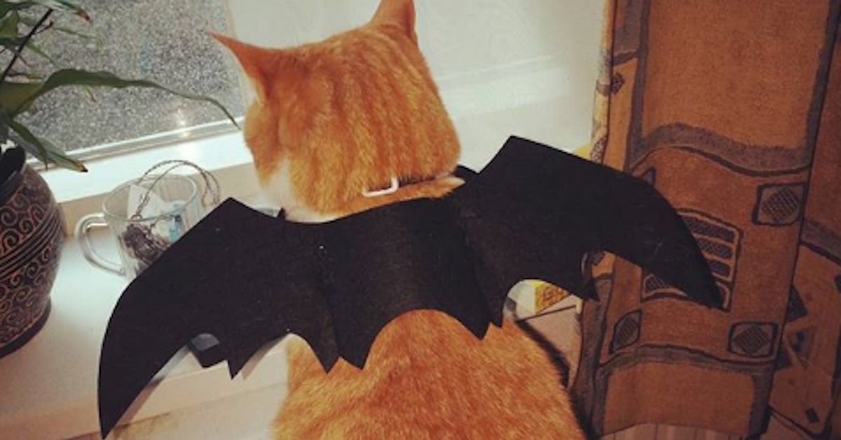 cat with bat wings costume