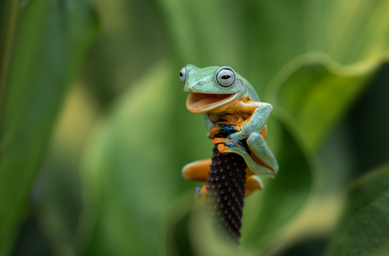 Laughing Gecko