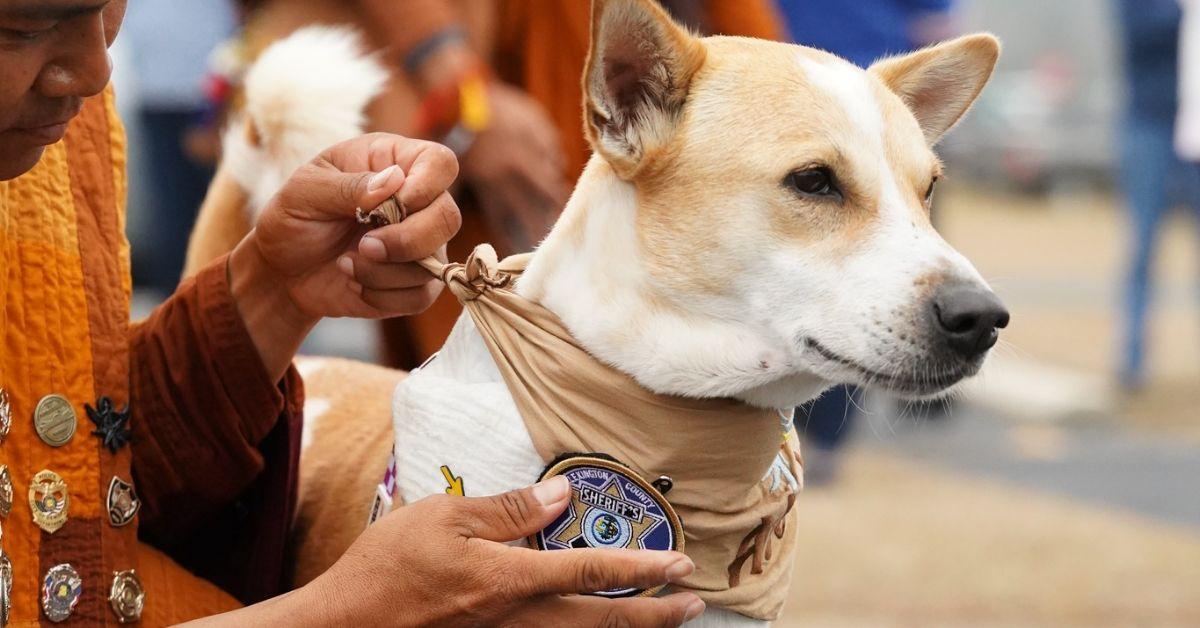 Aloka the dog on his peace walk. 