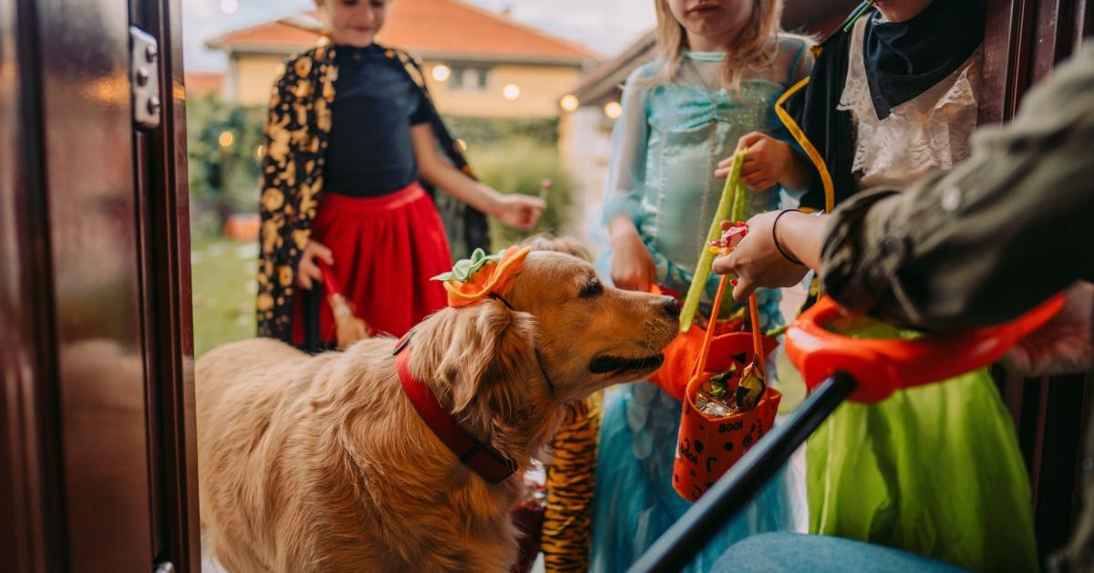 Is Halloween Canceled in 2020? Celebrate With These Virtual Activities