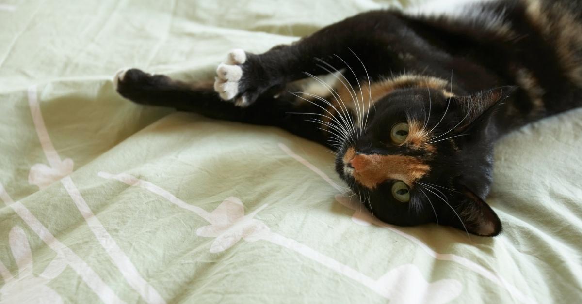 Cat lying on bed, elevated view