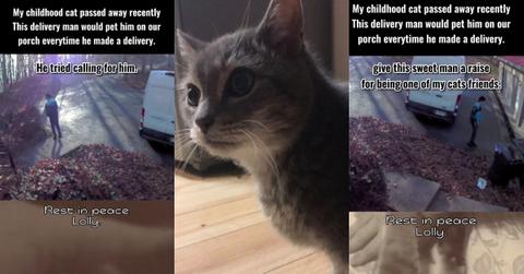 Delivery Man Searches for Cat He Doesn’t Know Passed Away