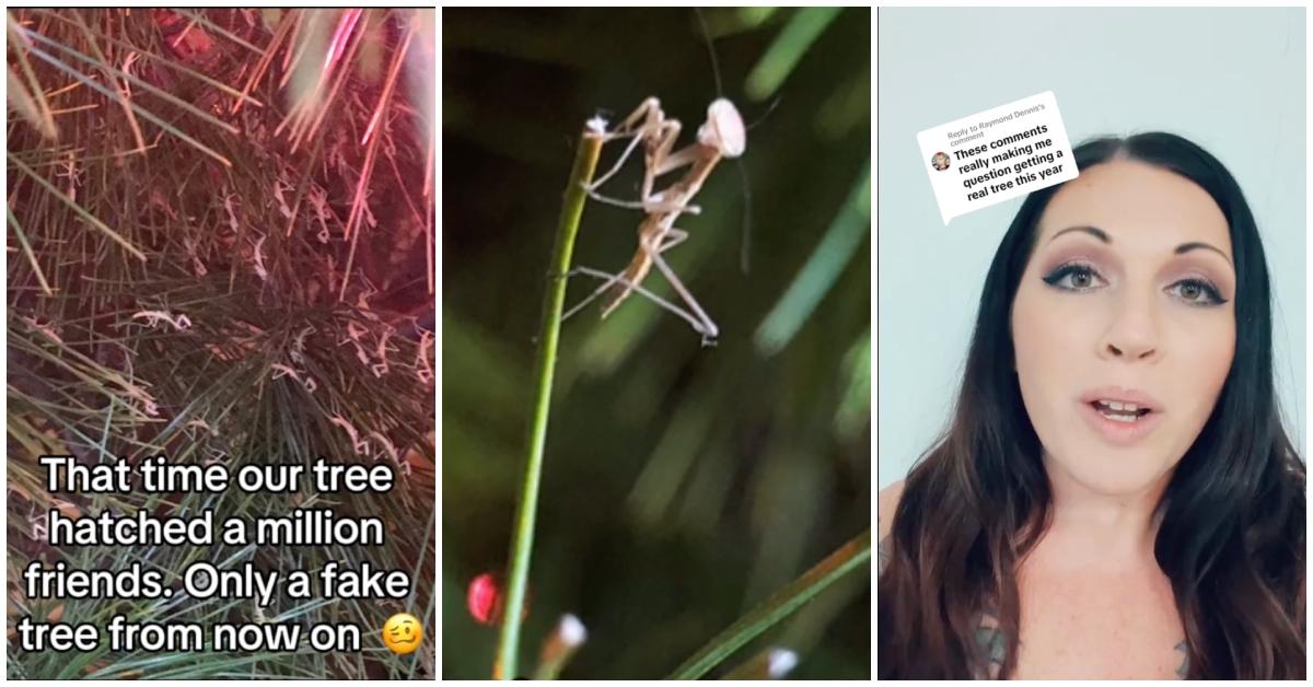 tiktok user @andeekitty says christmas tree infested with praying mantises