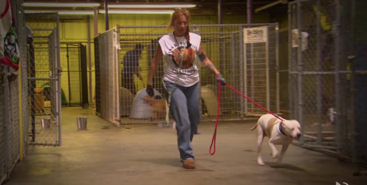 Rescue Dogs That Found Homes Thanks to the Villalobos Rescue Center, Pit  Bulls & Parolees Official Show Page