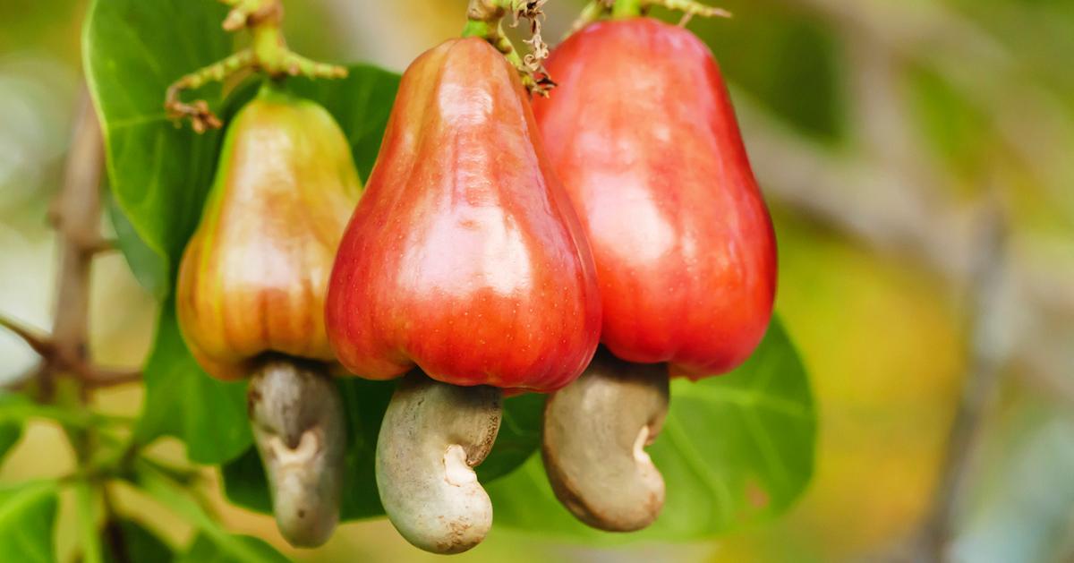 cashew fruit near me