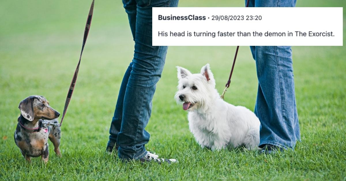 Miniature Dachshund and Westie with owners' legs - stock photo