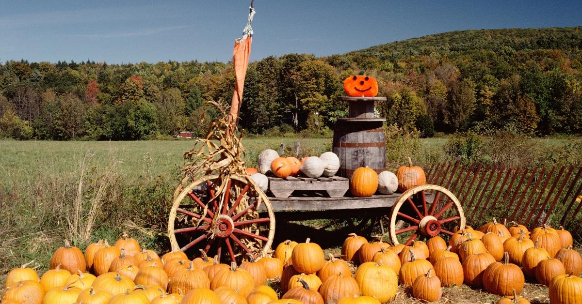 A pumpkin patch.