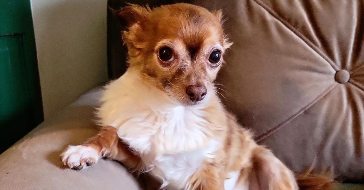 A chihuahua lounges on a chair