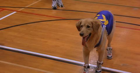 'Air Bud'