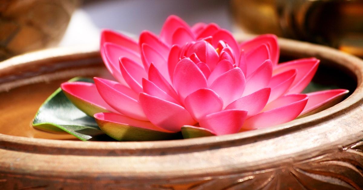 Close up of a lotus in basin - stock photo