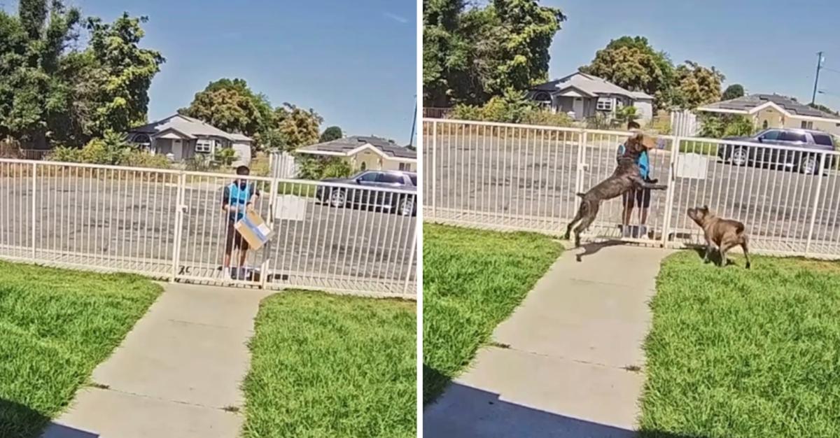 Driver Didn't Put Package Outside Fence as Told, Dogs Destroy
