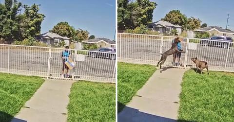TikTok creator @culiacankennels shares video of two Italian Mastiffs destroying Amazon package left inside fence