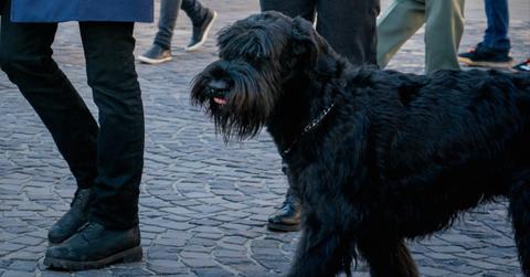 Tank the canine in 'FBI: International'