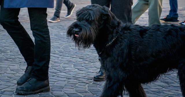 Tank the canine in 'FBI: International'