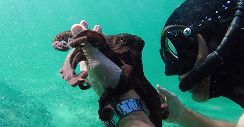 craig foster my octopus teacher